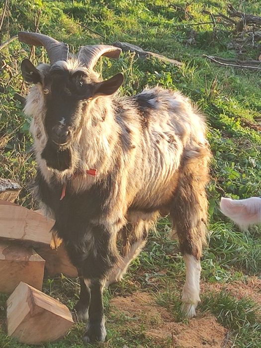 Vând tap rasa anglo nubian