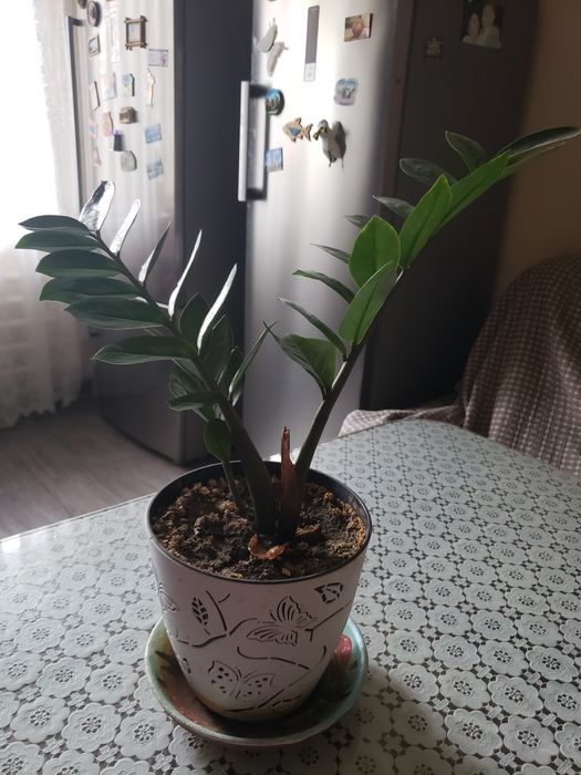 замиокулькас-«долларовое дерево"