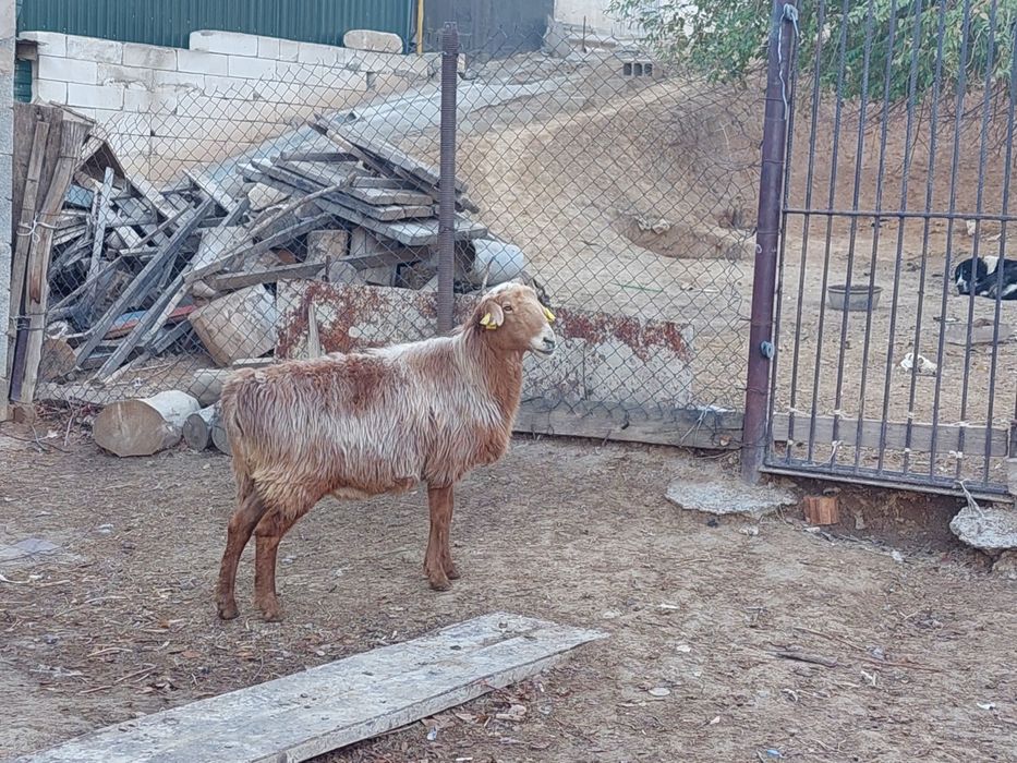 Семіз жем жеп тұрған бойдақ қойлар сатылады.  Сойып береміз.