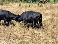 Tauri Rasa Angus