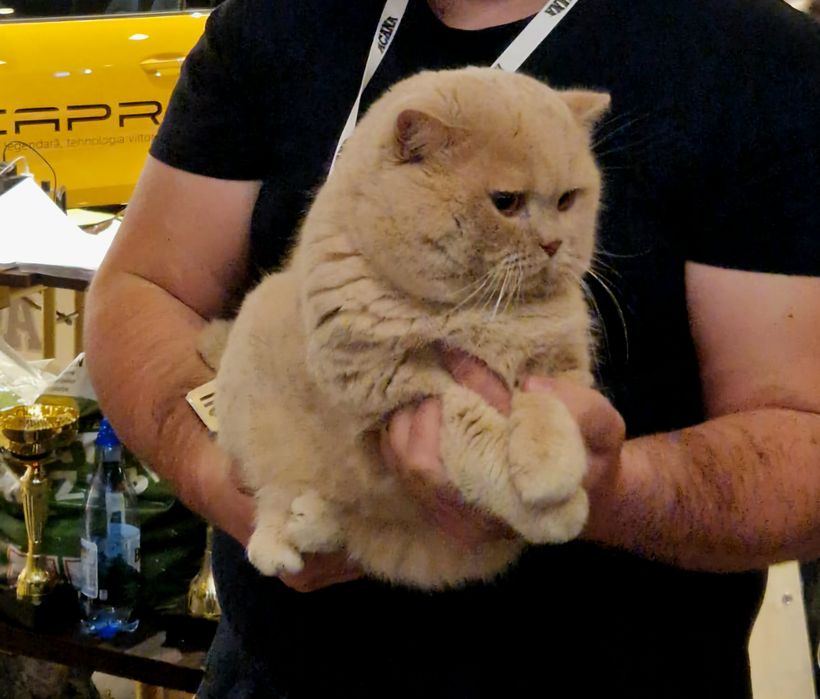 Vand motan British shorthair crem!