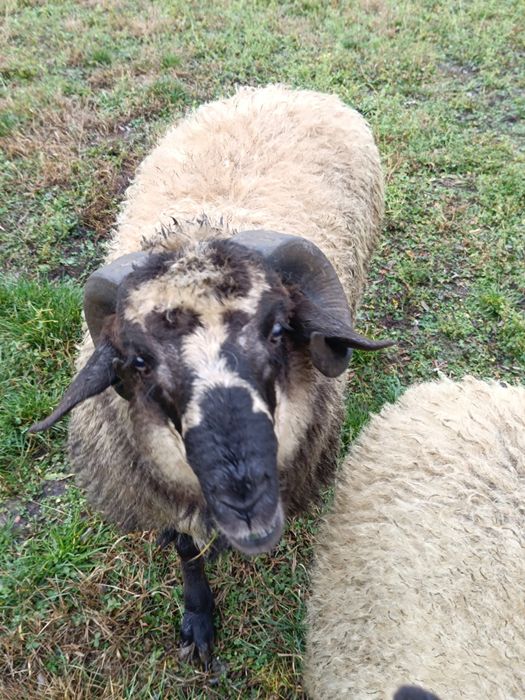 De vânzare berbecuți