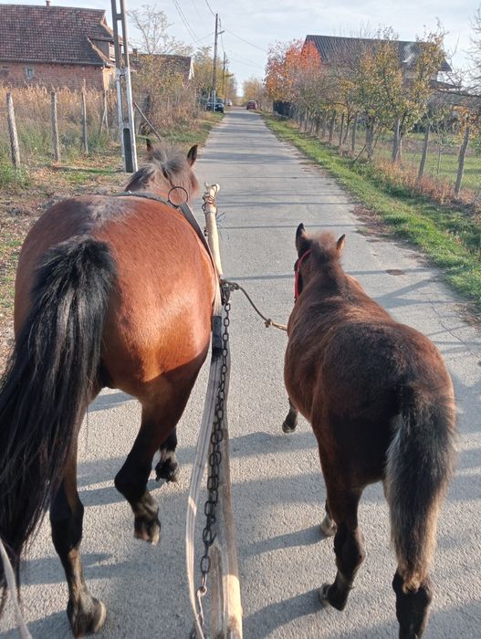 Vând iapa cu mânza