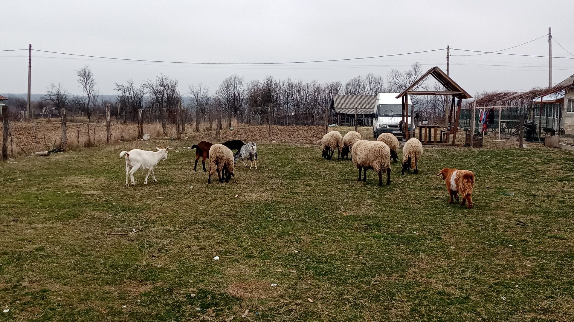 Oi de vânzare carabasa, cu berbec în ele.