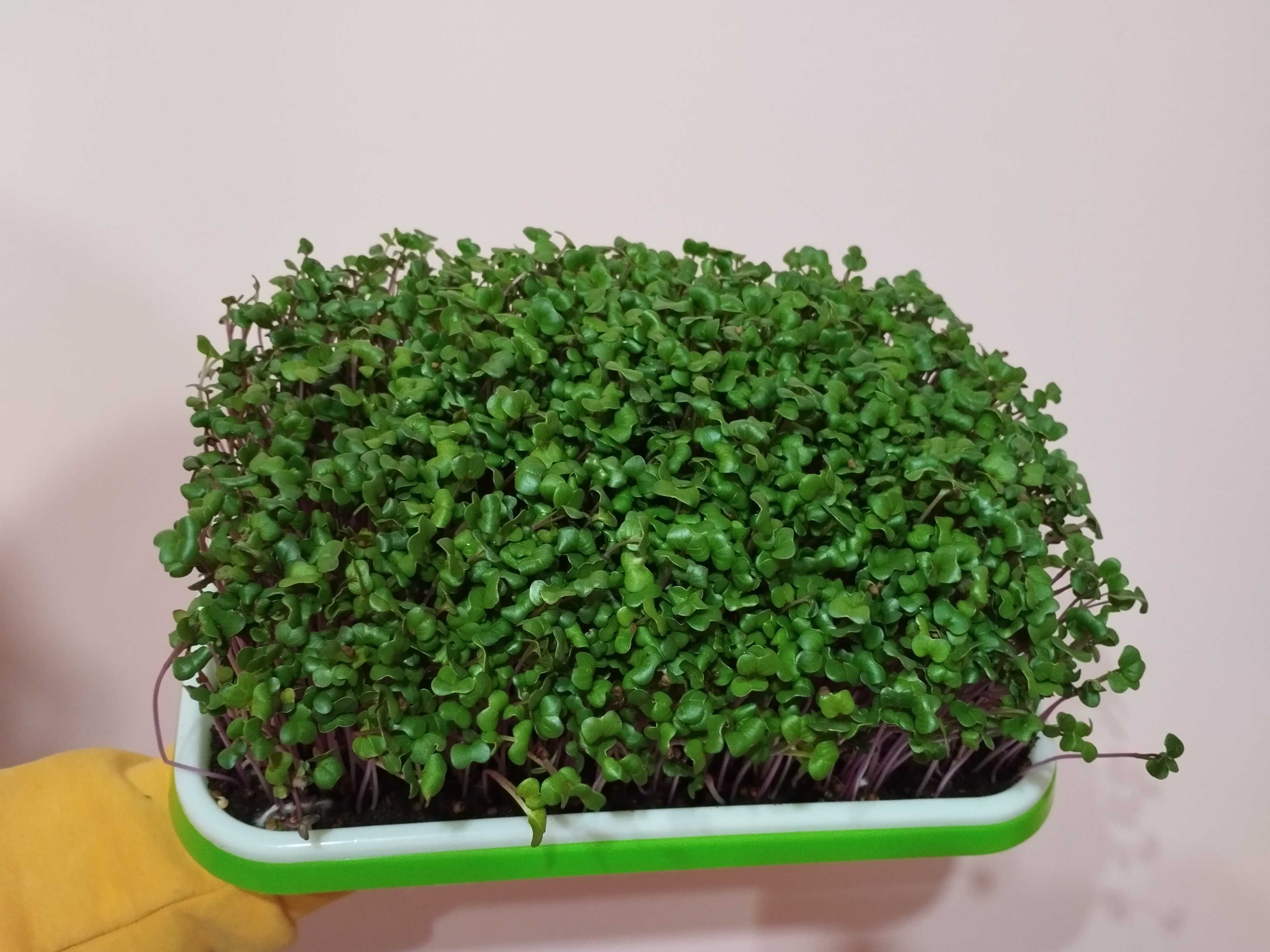 Microplante proaspete