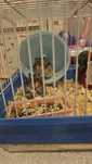 Donez pui de hamsteri !!