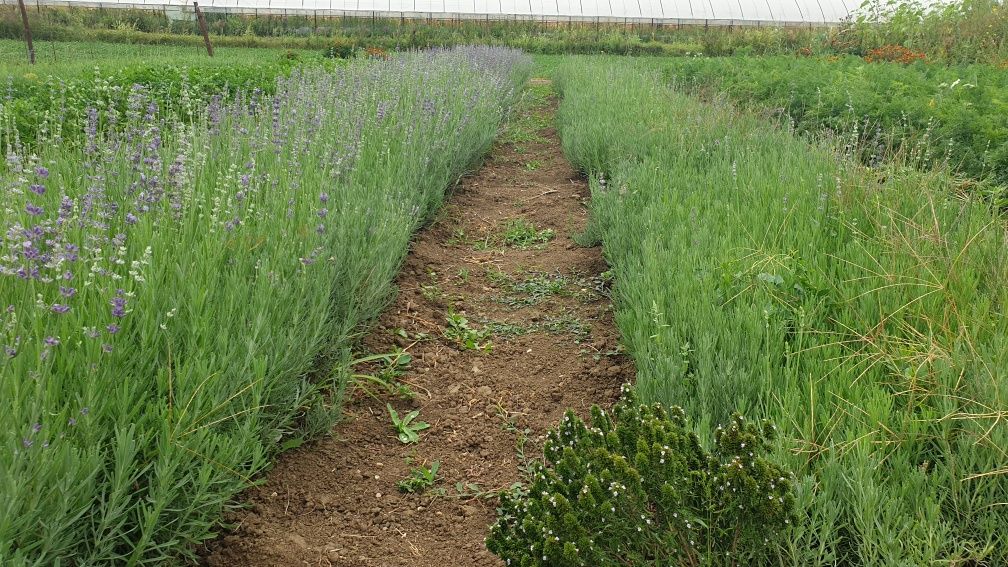 Butasi lavanda Bucuresti - poze reale