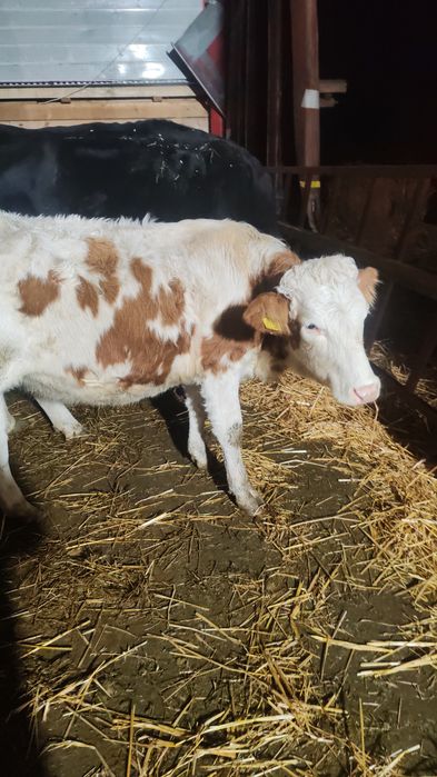 Vand 4 jurinci baltate