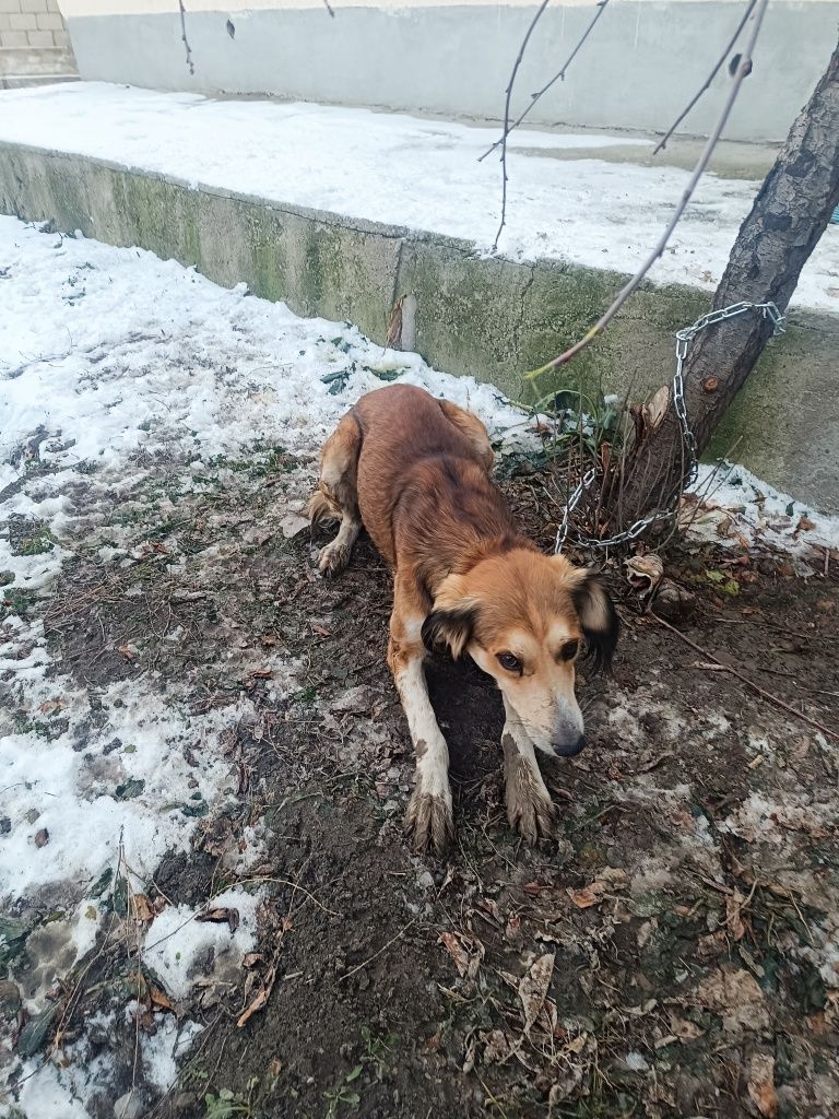Тазы жаксы арлан