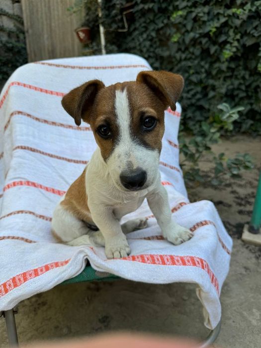 Продается щенок Джек Рассел терьера 3месяца