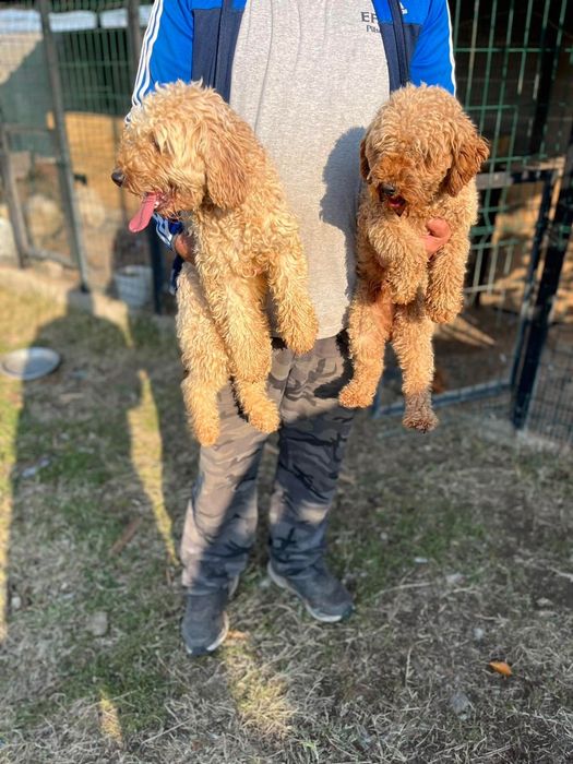 Мини пудели -  родители