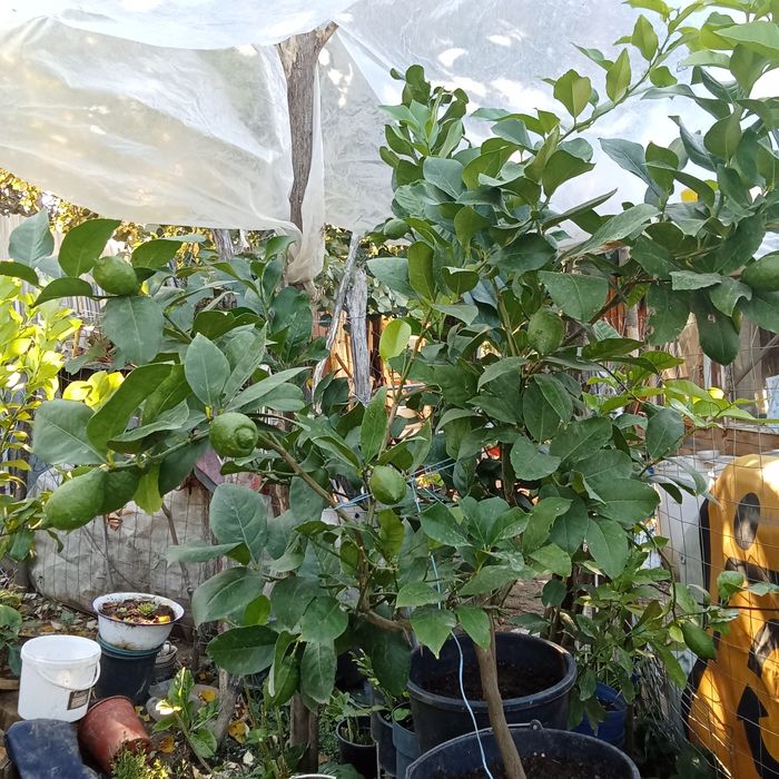 Vând dafinii și niște lamai (citiți descrierea)!!