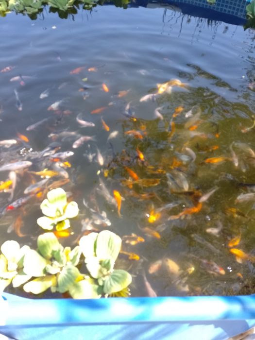 Crap koi , carași shubunkin,comete,trimit in toată țara !