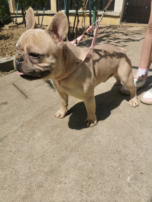 Buldog francez fawn