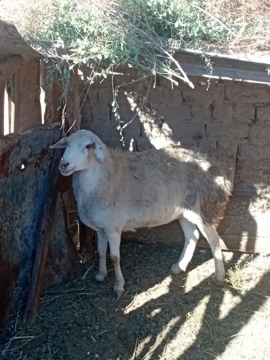 Қой сатылады ақ түсті