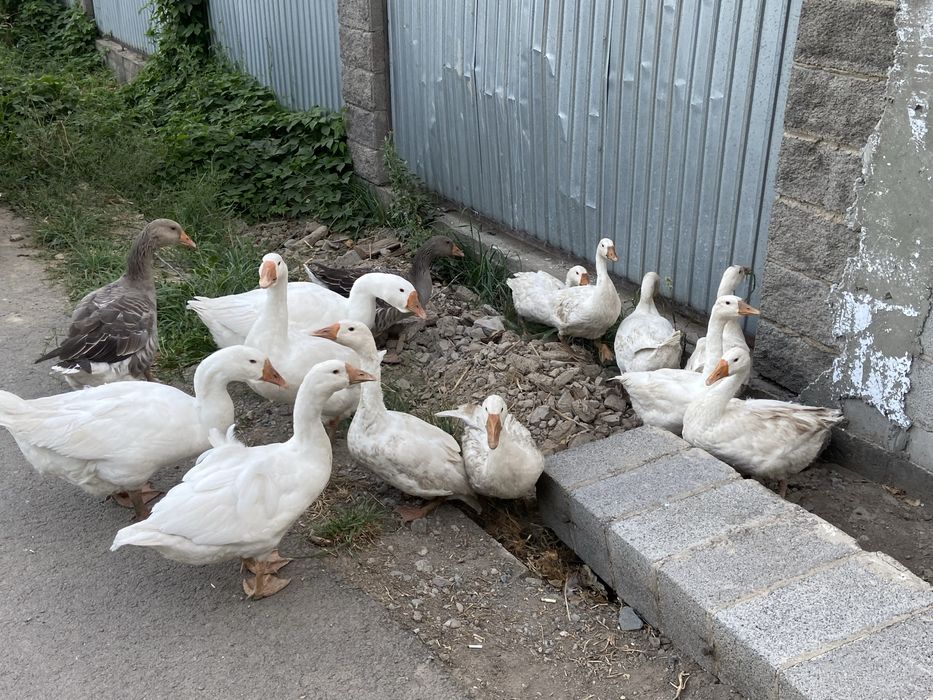 Продам гусиное мясо