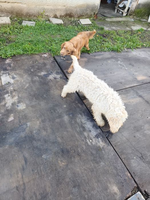 Кучета за трюфели