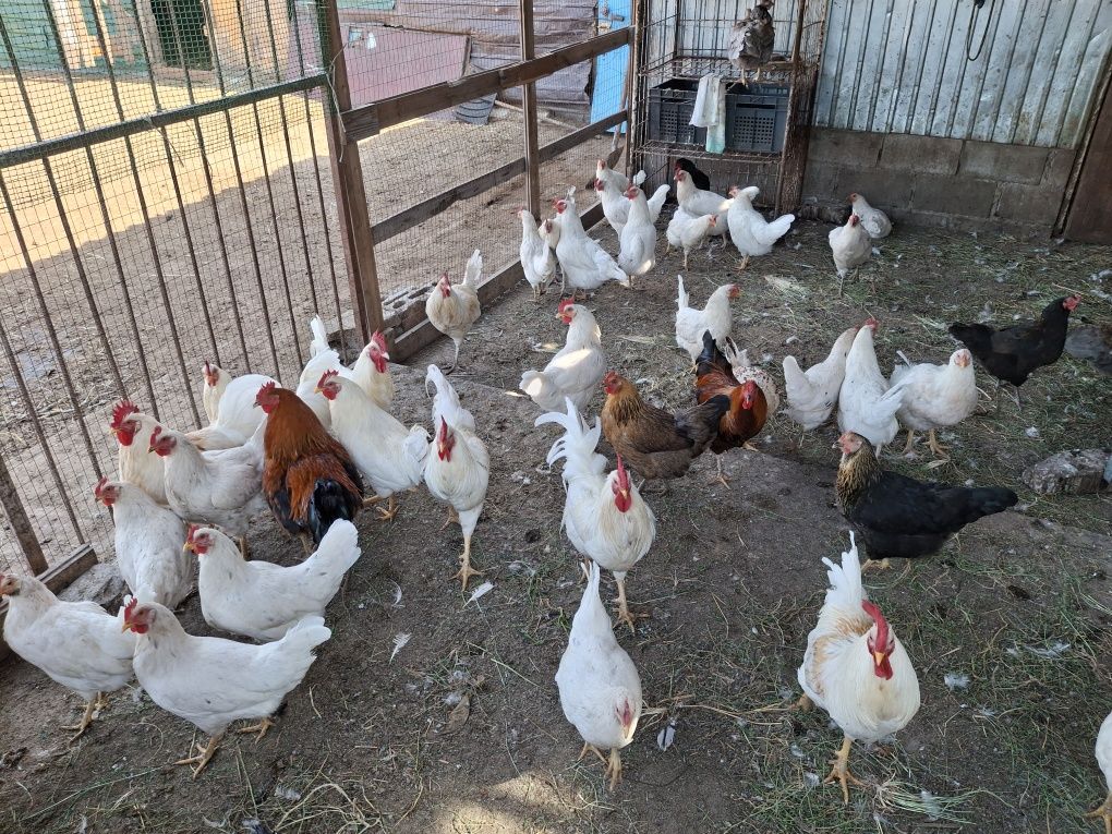 Продам несушек и домашних кур