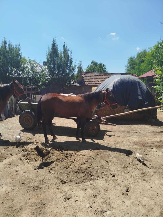 Vând noatină de un an și 6 luni