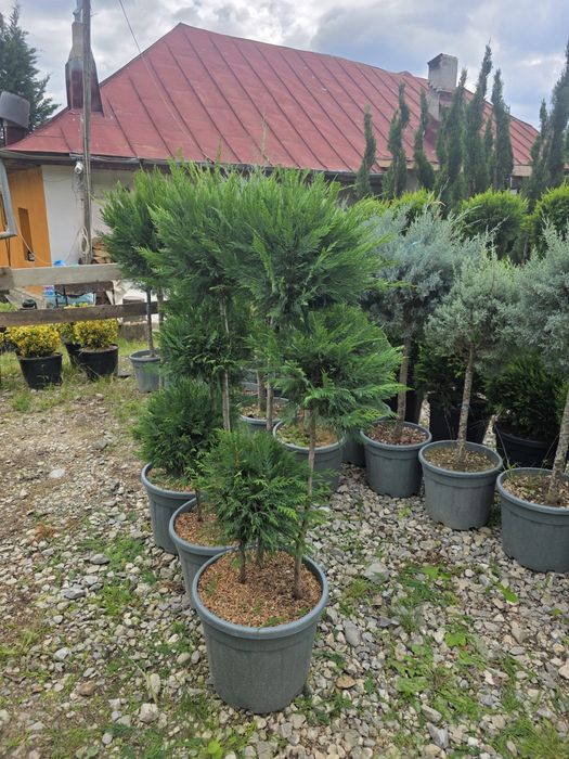 plante ornamentale diferita speci