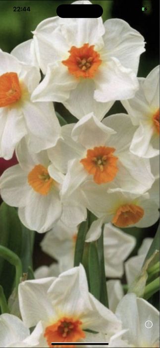 Bulbi de natcise 0,50 bani buc