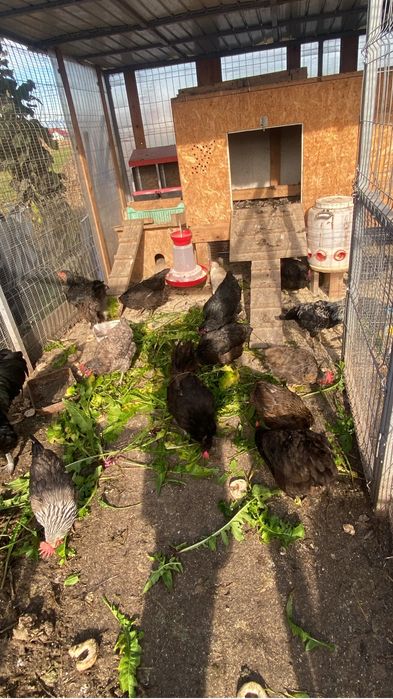 Australorp ouatoare de vanzare