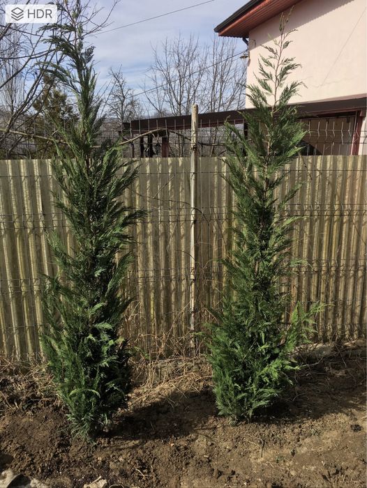 Chiparos Leylandii/ Tuia Smarald