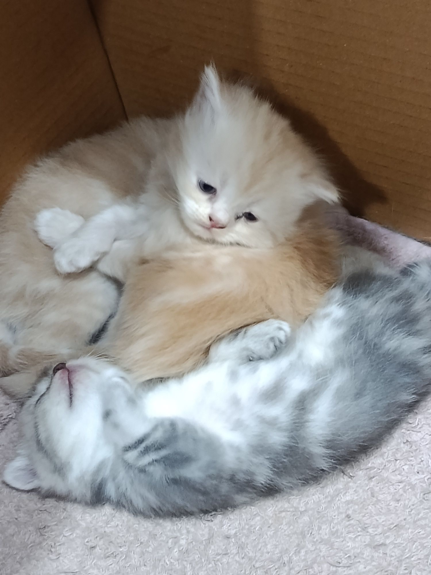 скотч фолт болалари зотдор