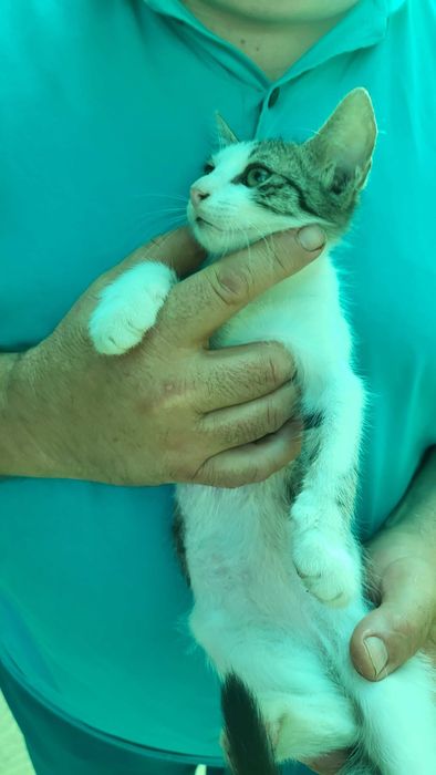 Pisicuță spre adopție, mascul, 3 luni.