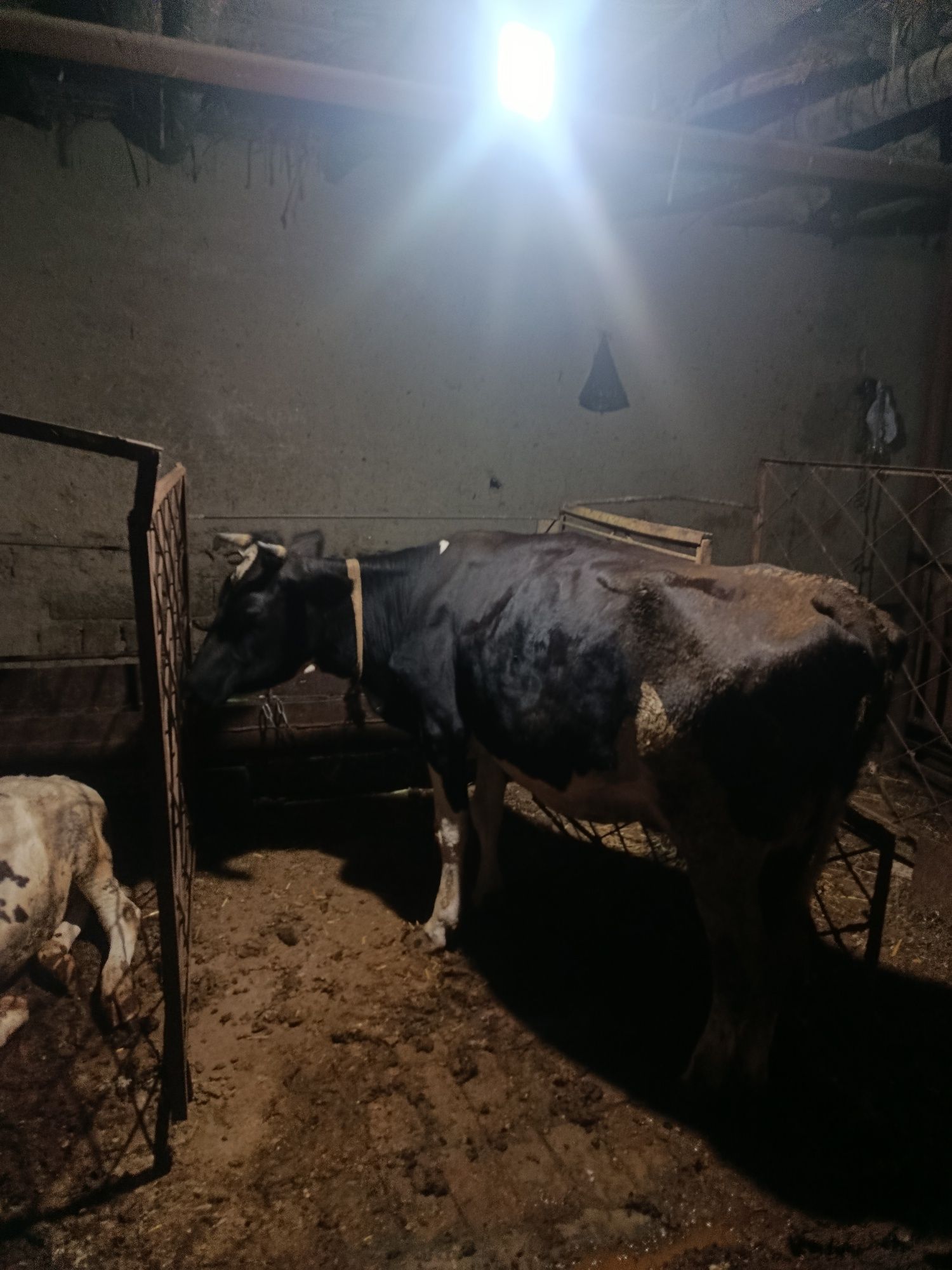 Buqa va Sigir Sotiladi 20 mln dan 40 mlngacha
