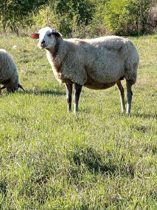 Vand oi metis lacaun si friz german