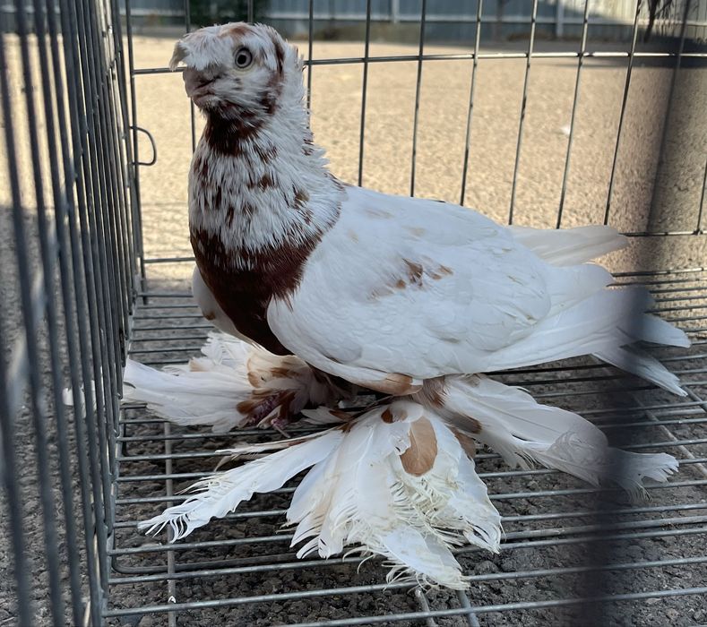 Продам голубя (краснорябый)