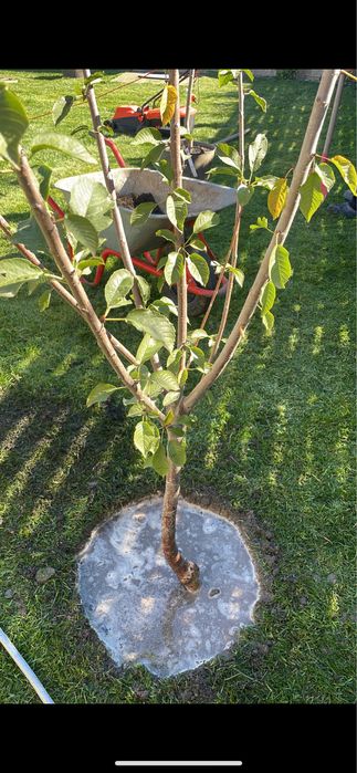 Pomi fructiferi mari la ghiveci !