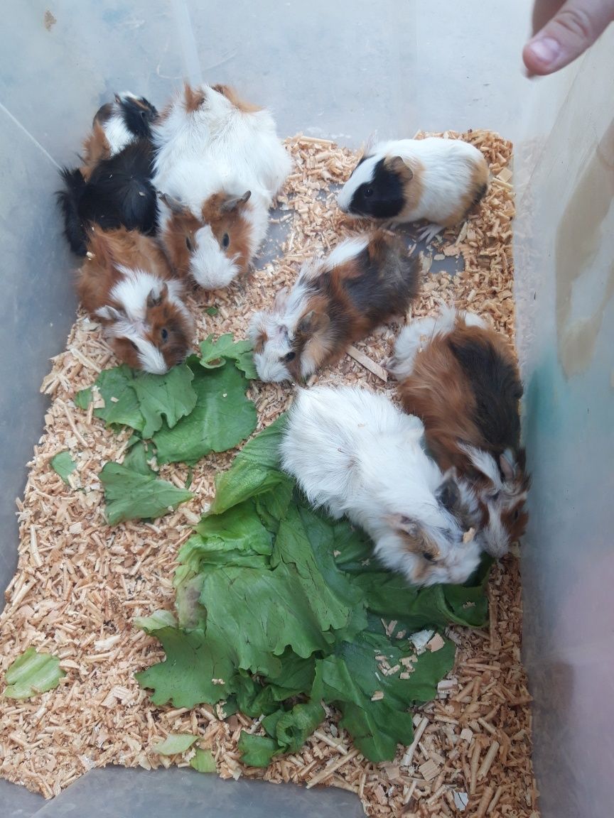 Продаются розетчатые морские свинки