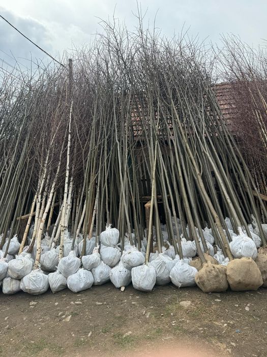 Mesteacăn Tei platani