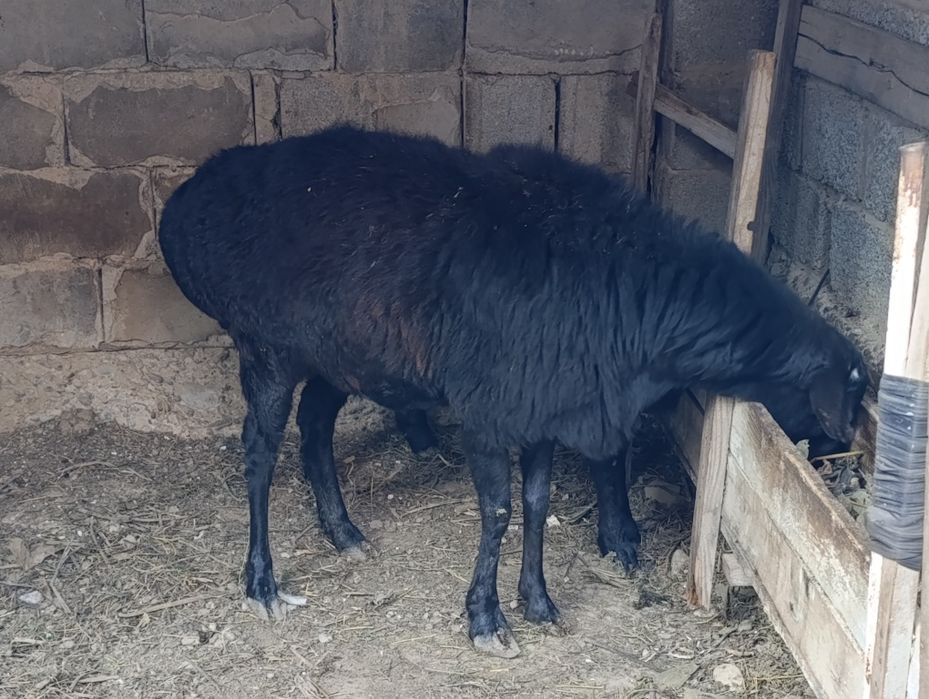 Қой қошқар сатылады.Бидай жеп тұрған таза мал