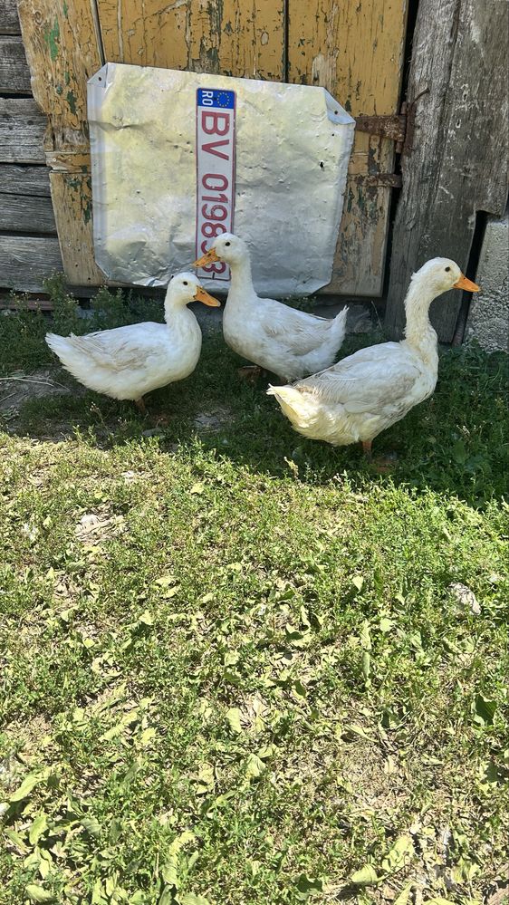 Vand 5 rate de rasa pekin