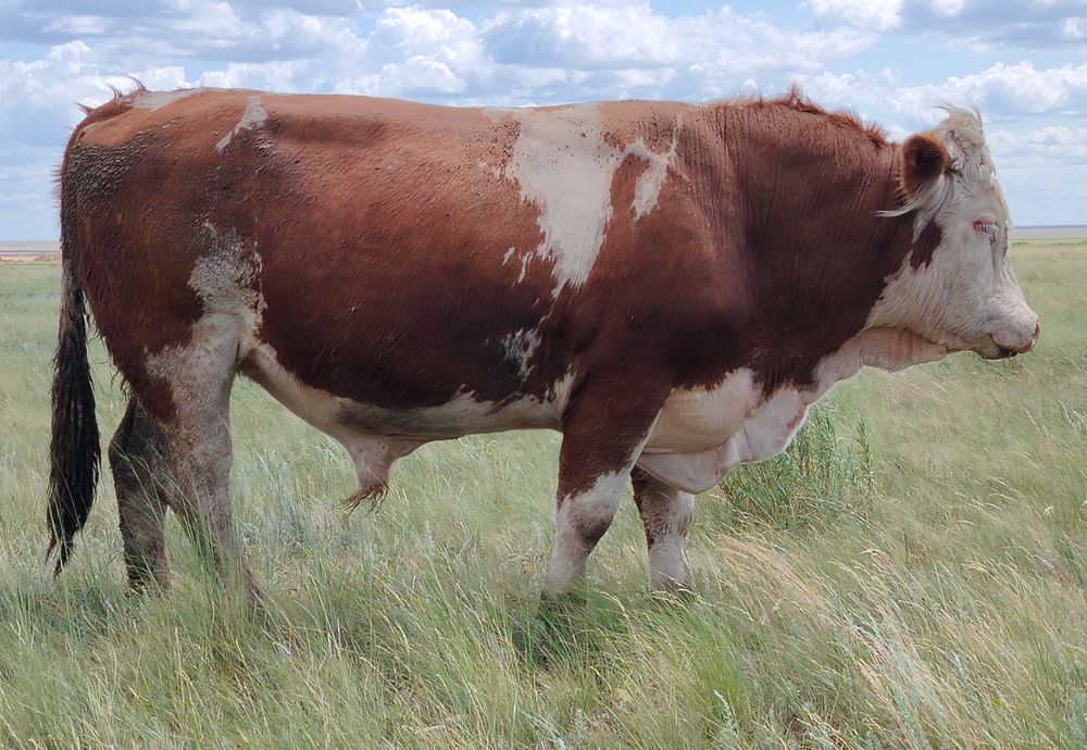 Продам Быка-производителя