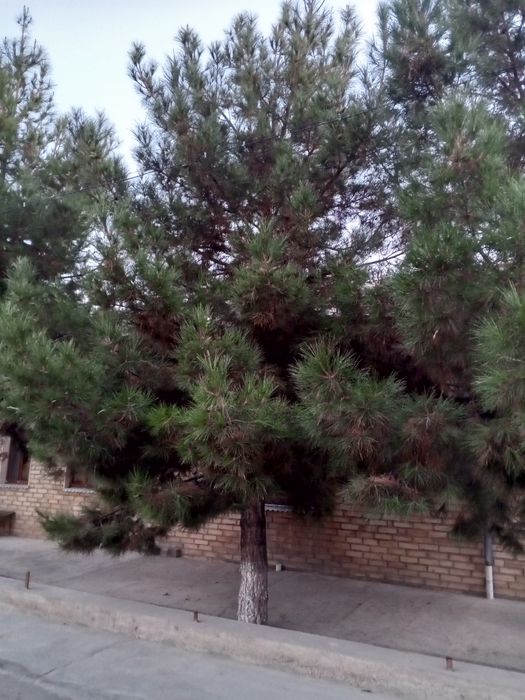 Продаётся ёлка 6. Метровые