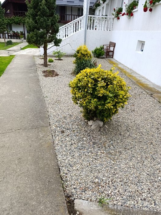 Plante ornamentale