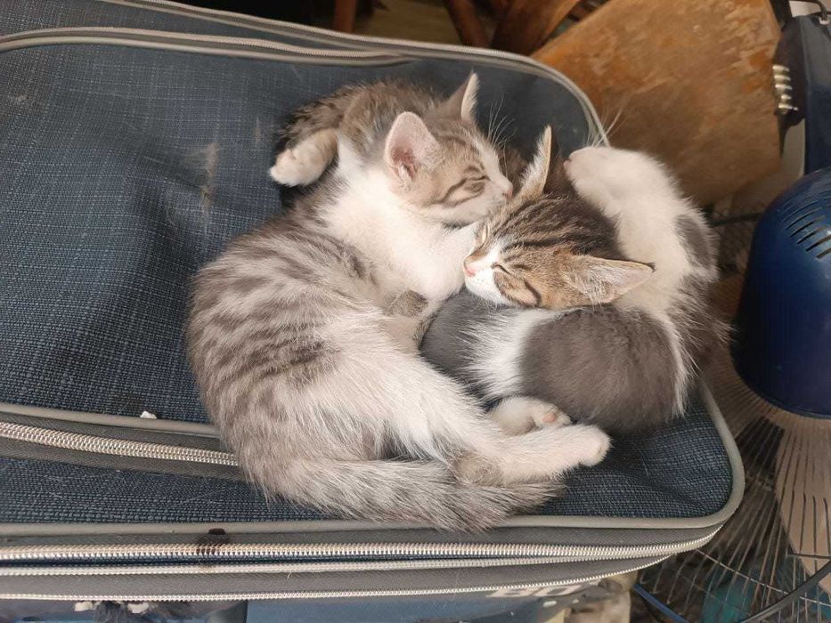 Отдам даром tekinga beriladi