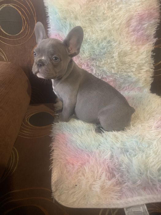 Малки френски булдочета