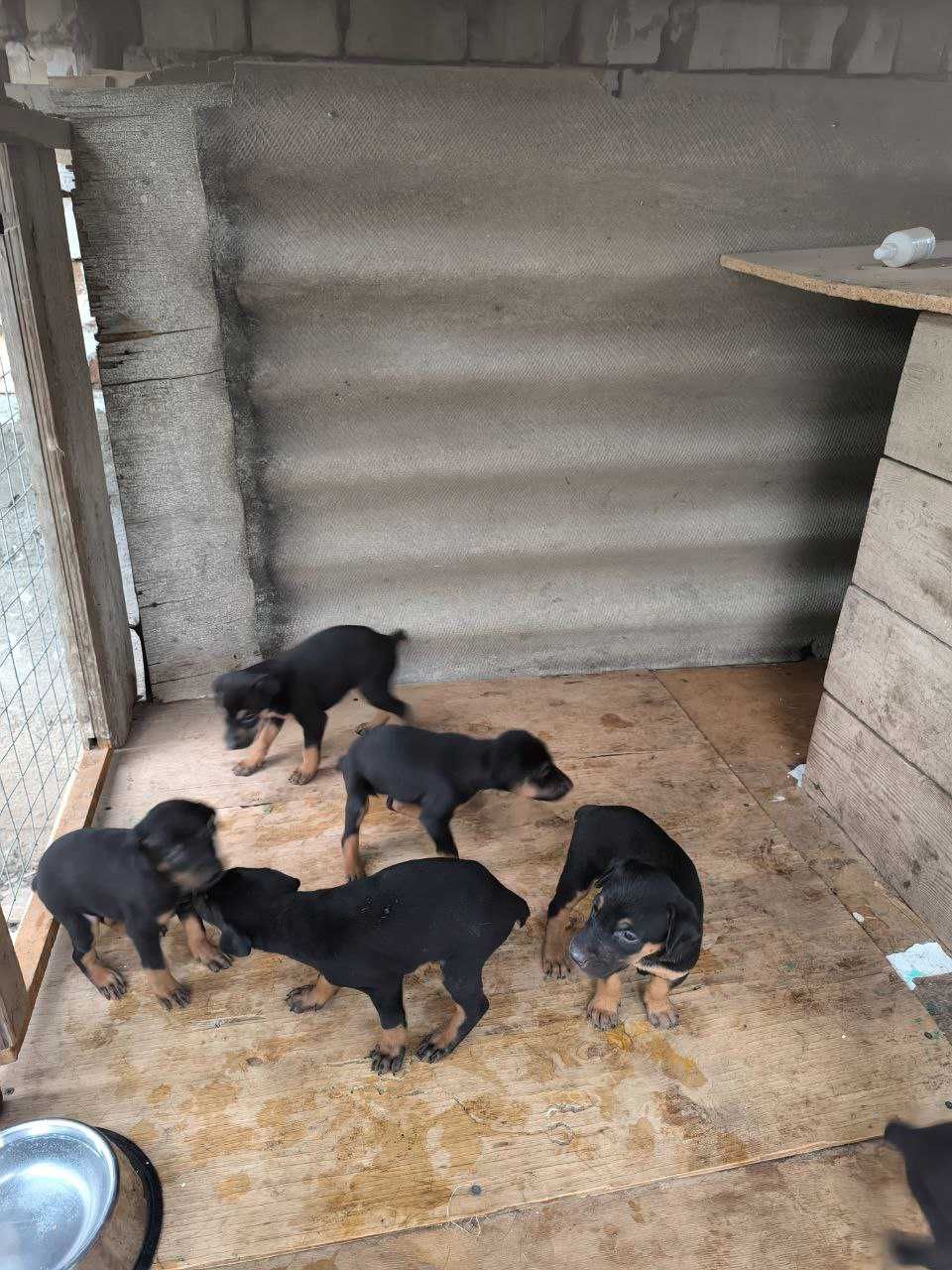 Продаются щенки добермана