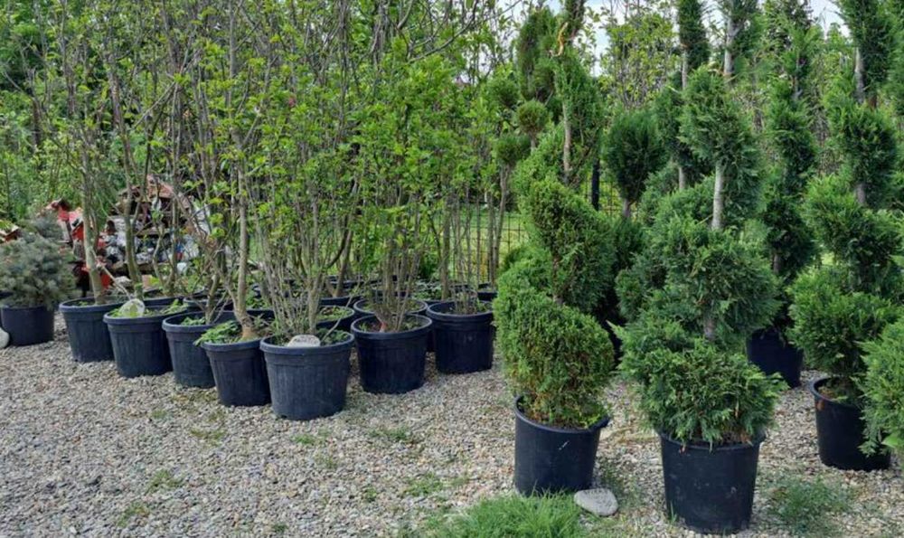 Gazon Rulou Sisteme de Irigare