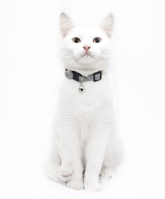 Белоснежный кот ищет самую лучшую семью