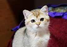 Fetiță british shorthair cu pedigree