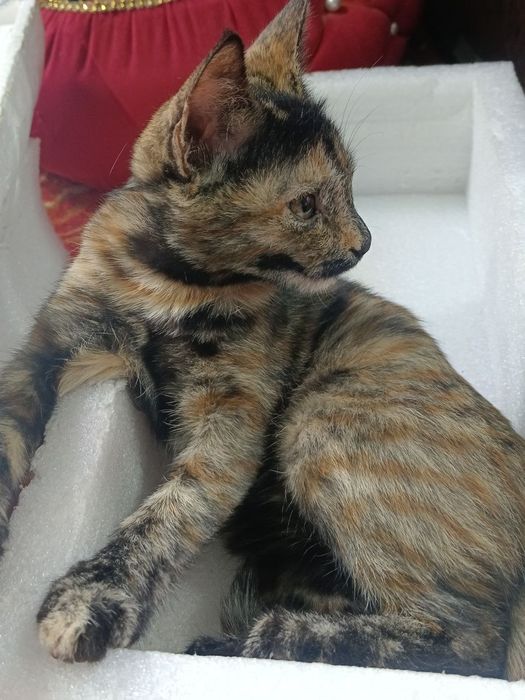 Кошка 6-7 месяцев