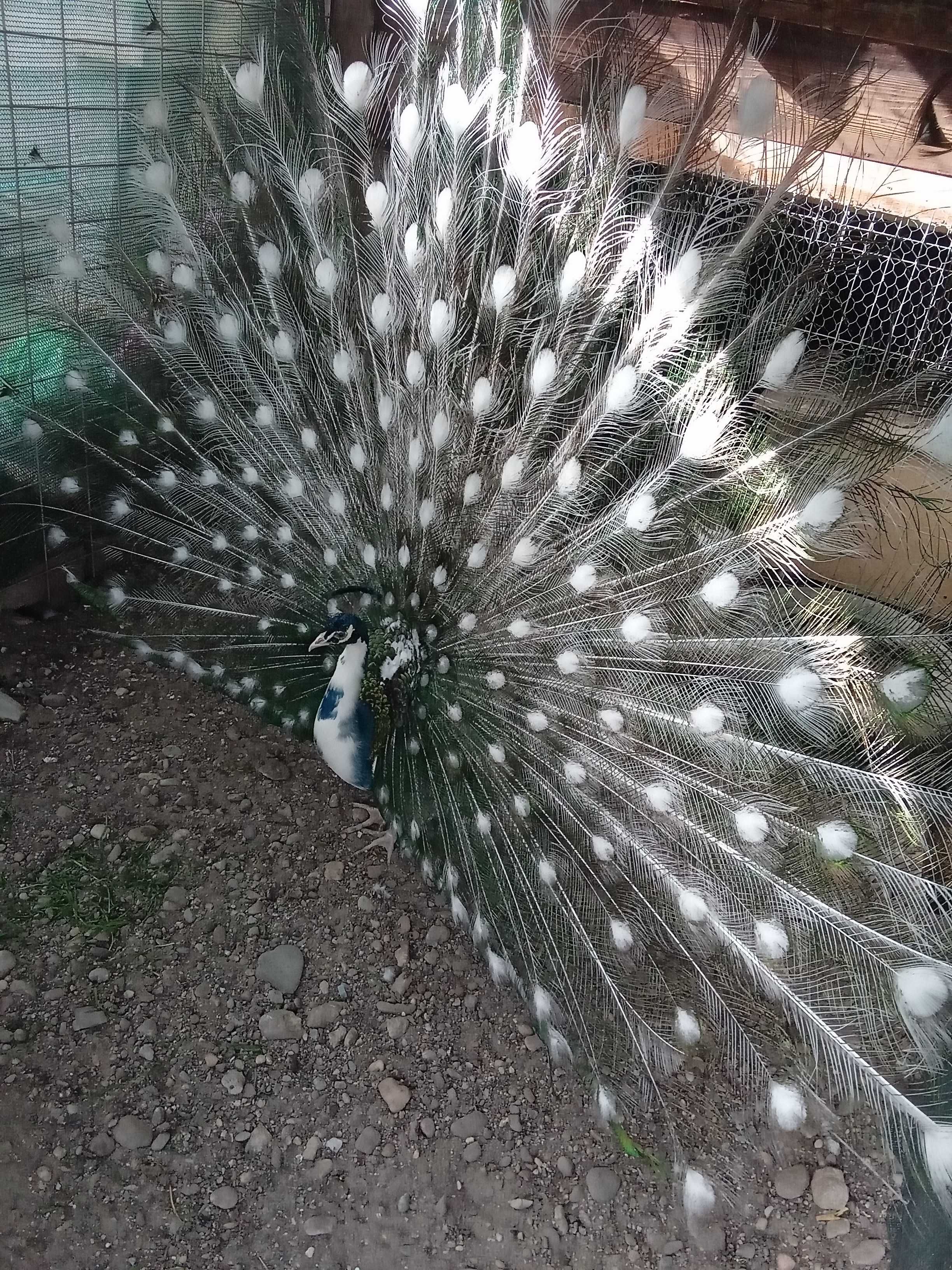 Vând oua păun arlekin