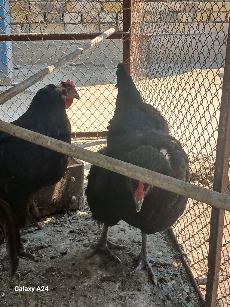 Gigant qora shaxzoda tuxumlari sotiladi