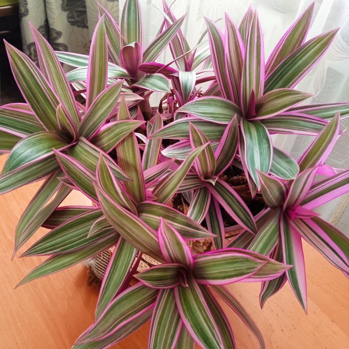 Розовая традисканция.